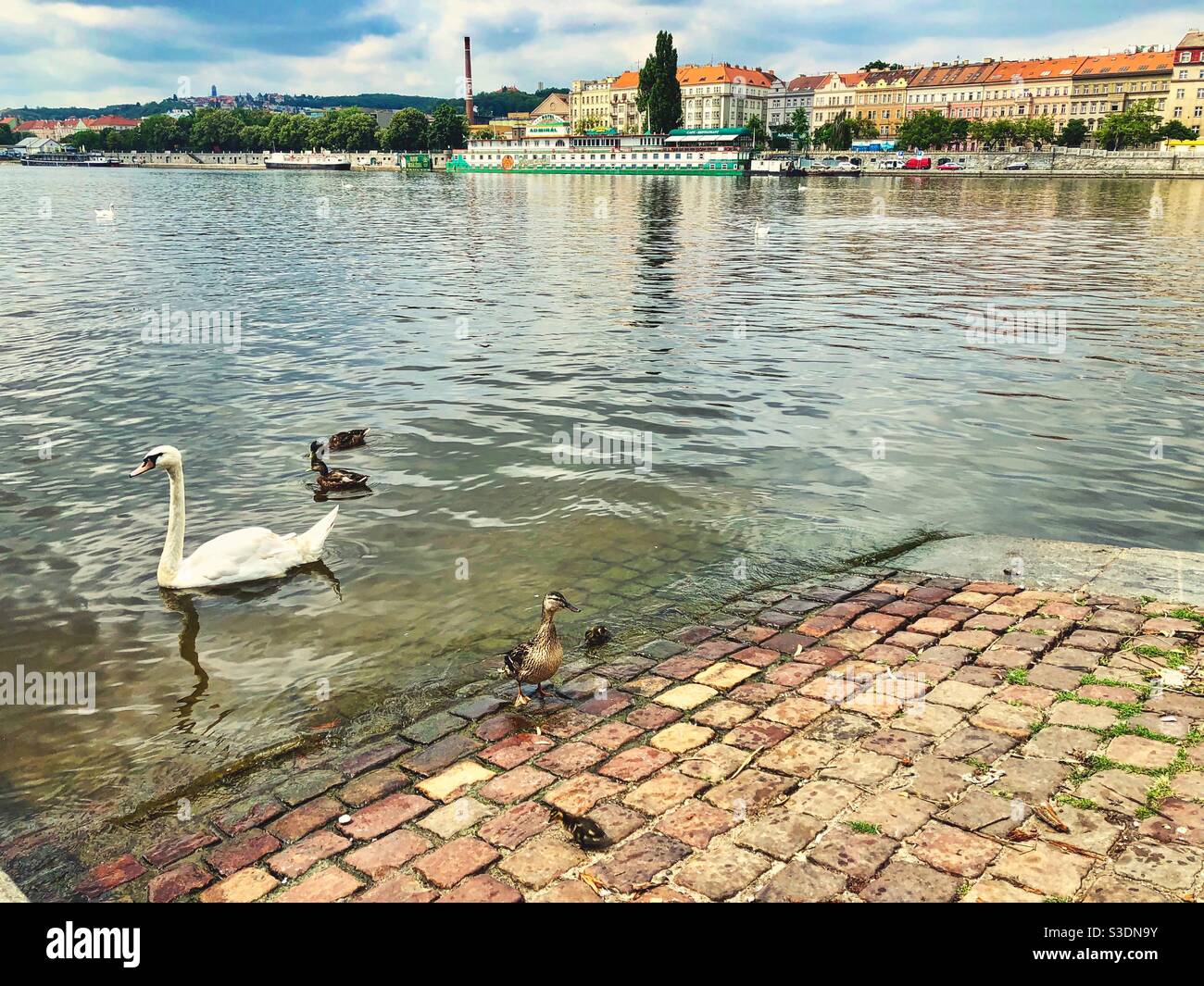 Swan and ducks swimming in river Vltava with view at Smichov district in Prague, Czech Republic. - Smartphone Captured Stock Image