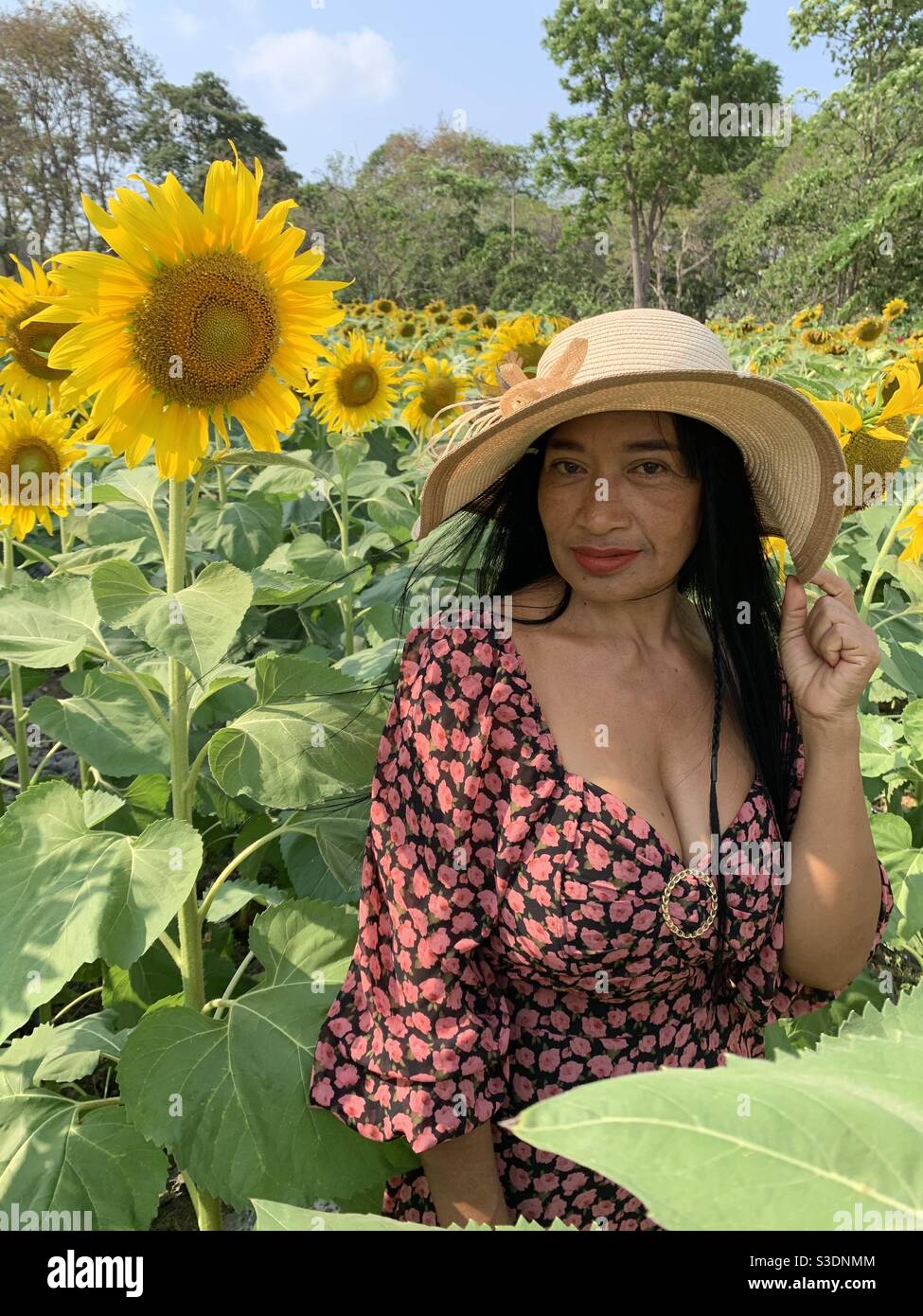Thai lady in Sunflower field Stock Photo