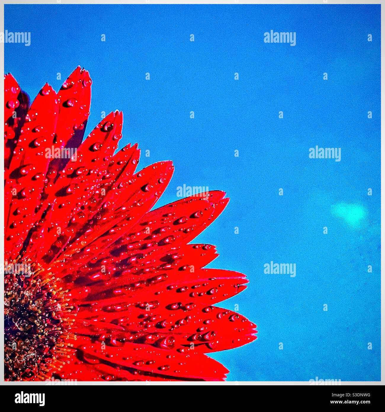 Red Gerbera. - Smartphone Captured Stock Image