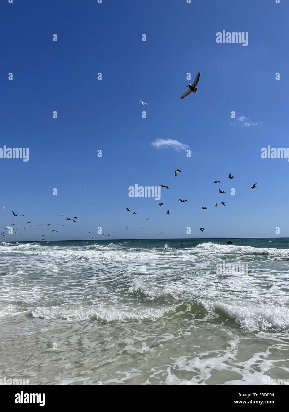Large flock of pelicans and seagulls flying over the ocean water - Smartphone Captured Stock Image
