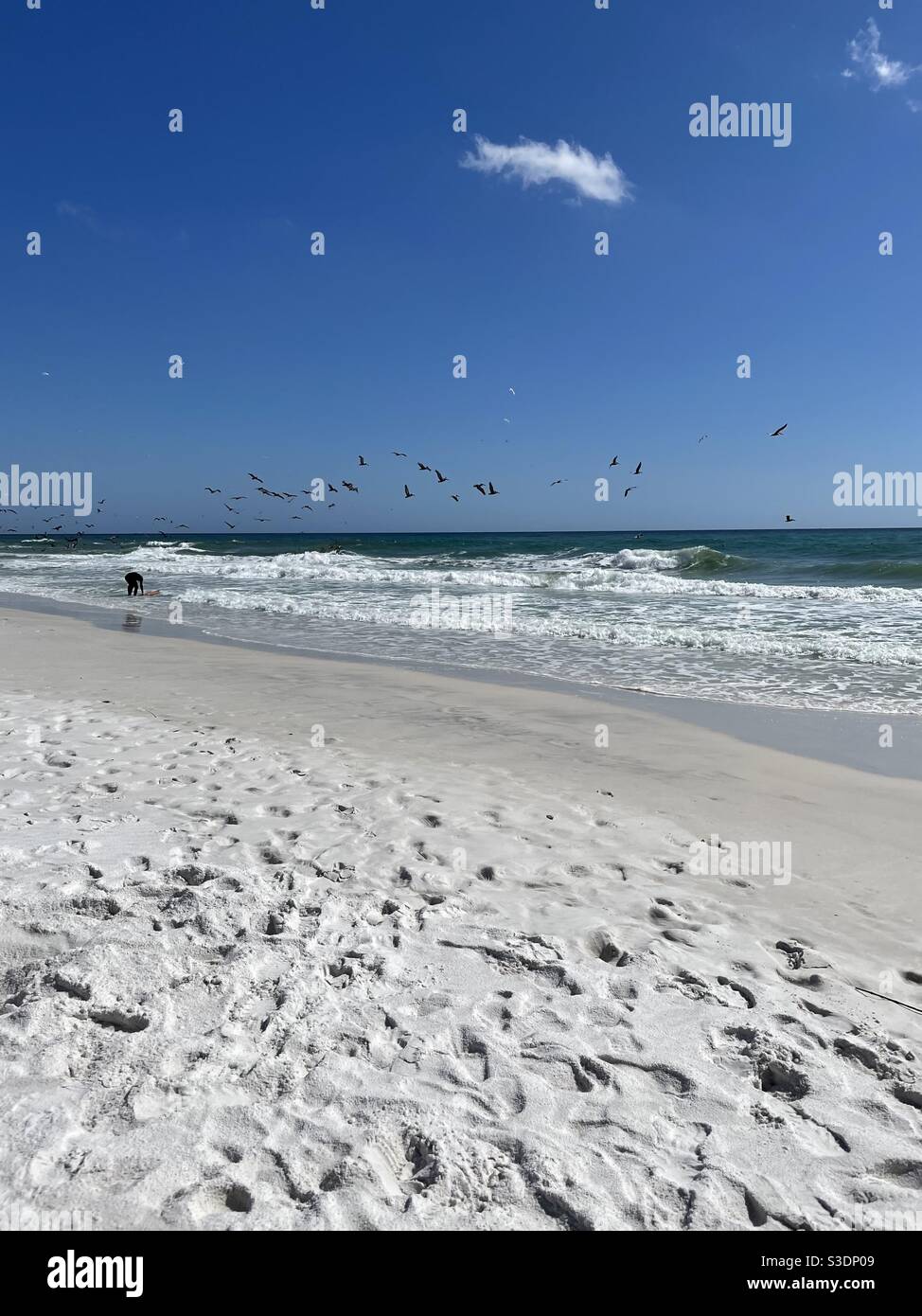 Flock of birds flying over ocean water with a surfer on the shoreline - Smartphone Captured Stock Image
