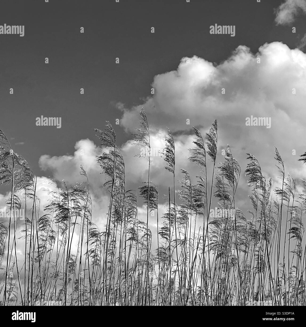 Reeds - Smartphone Captured Stock Image