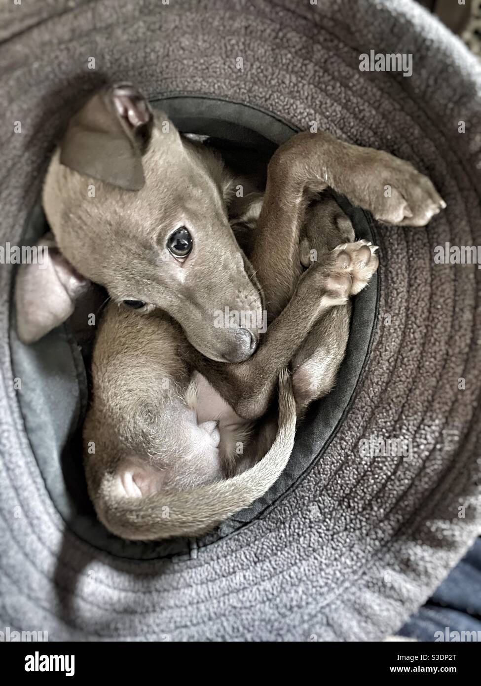 Two months Piccolo Italian greyhound playing in a hat Stock Photo