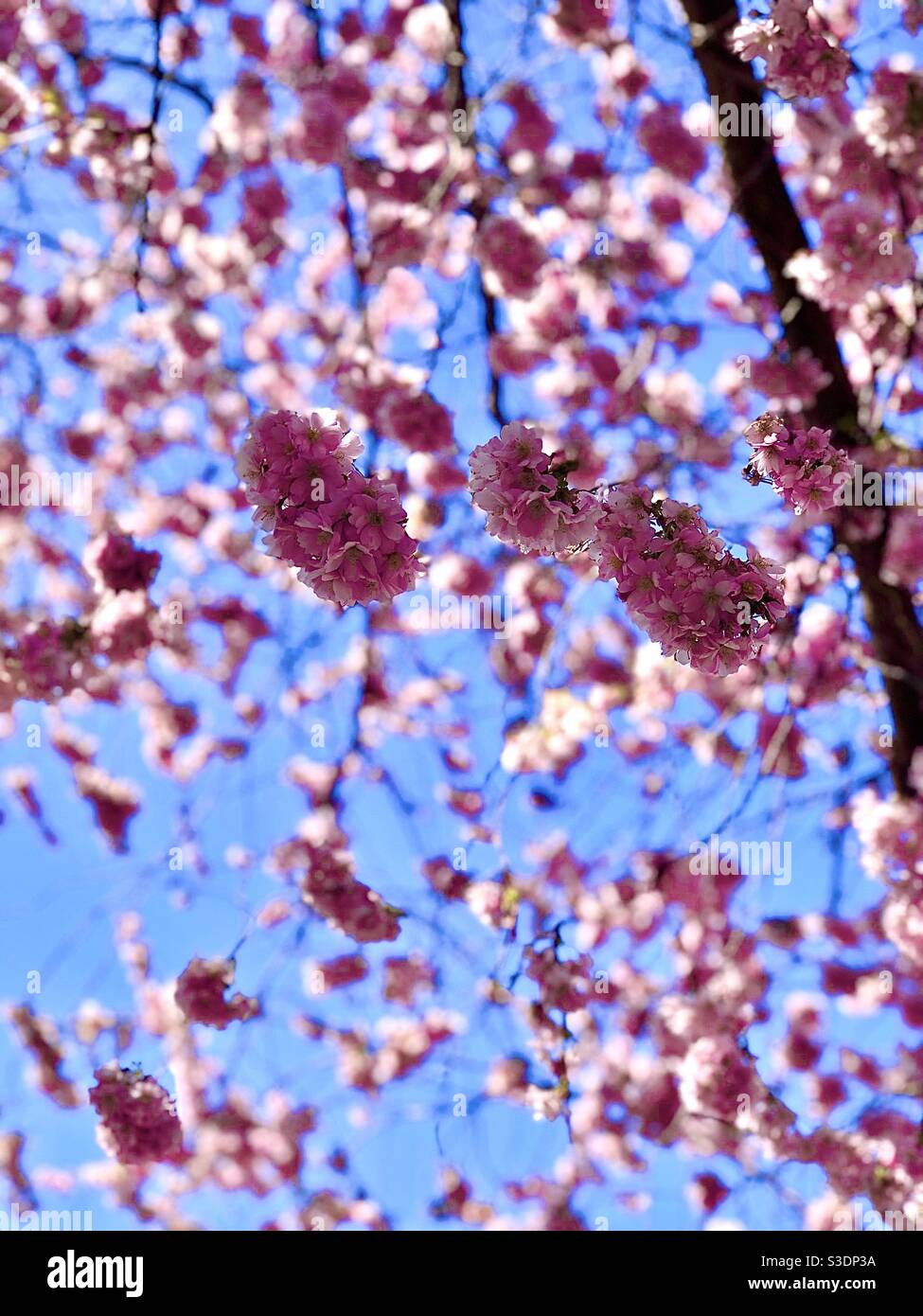 The cherry trees that bloom on a beautiful spring day in kungsträdgården stockholm. Stock Photo
