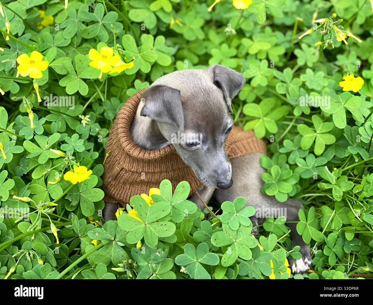 Puppy Italian greyhound surrounded by clovers Stock Photo