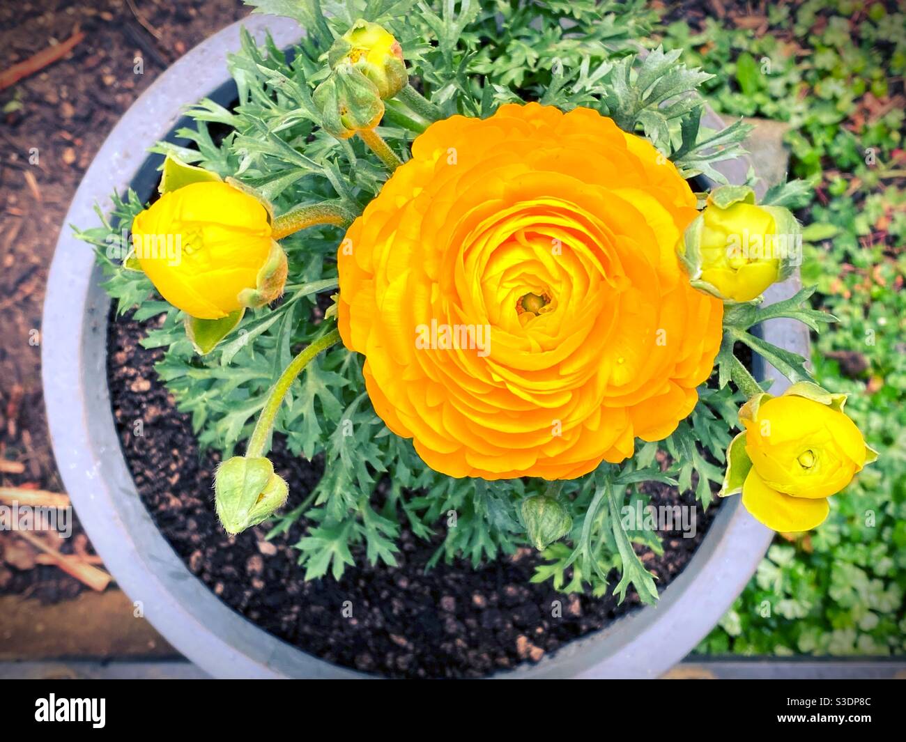 Yellow ranunculus flowers in a pot Stock Photo Alamy