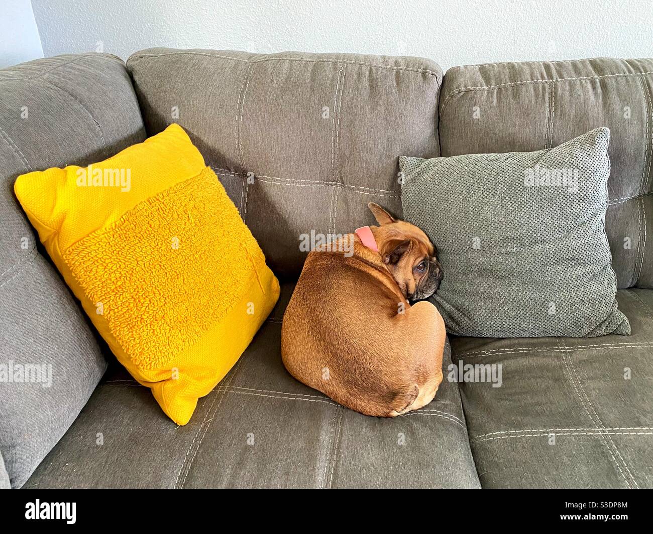 French bulldog lying on a couch Stock Photo Alamy
