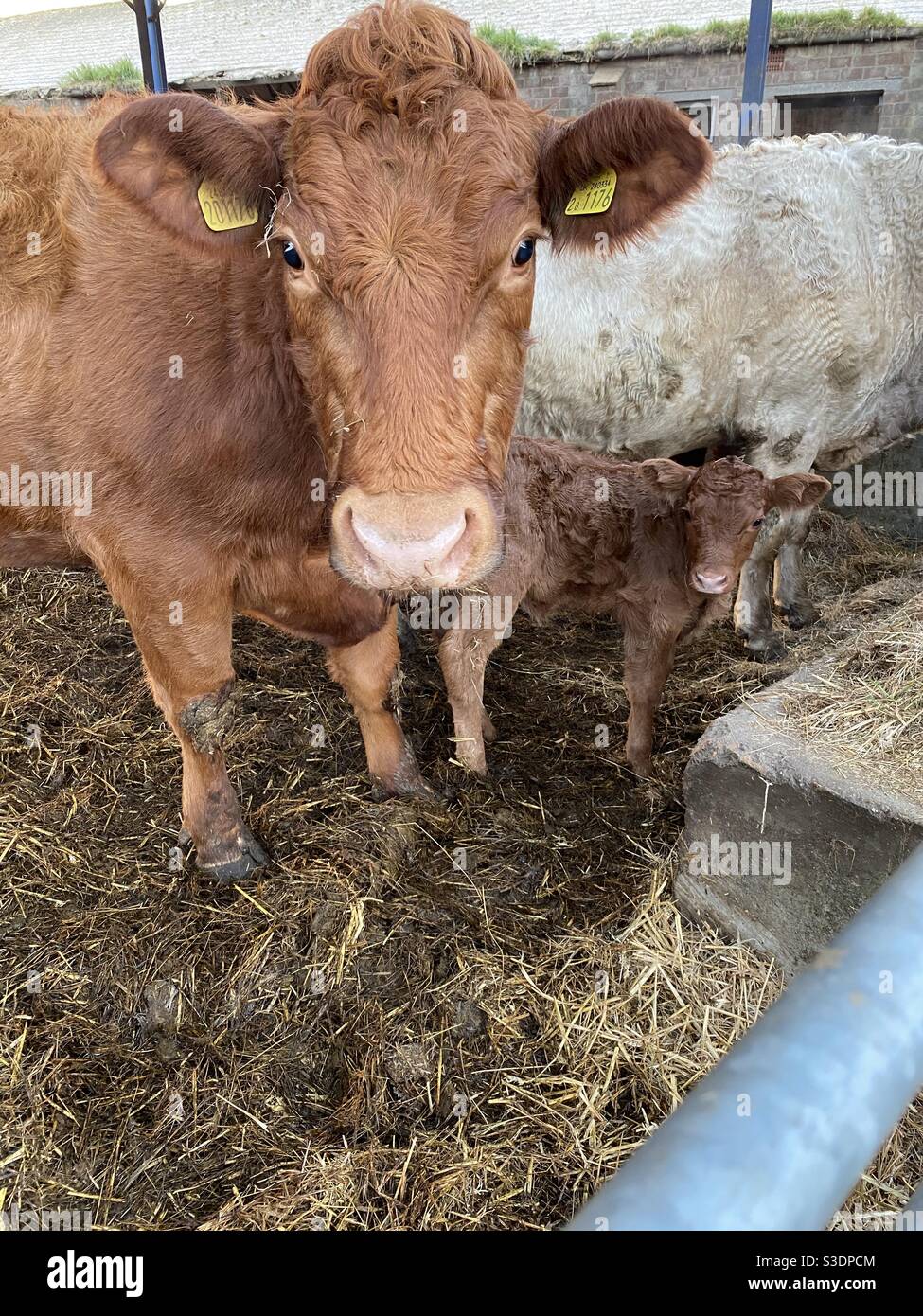 Cow and calf newborn 27th feb 2020 Stock Photo