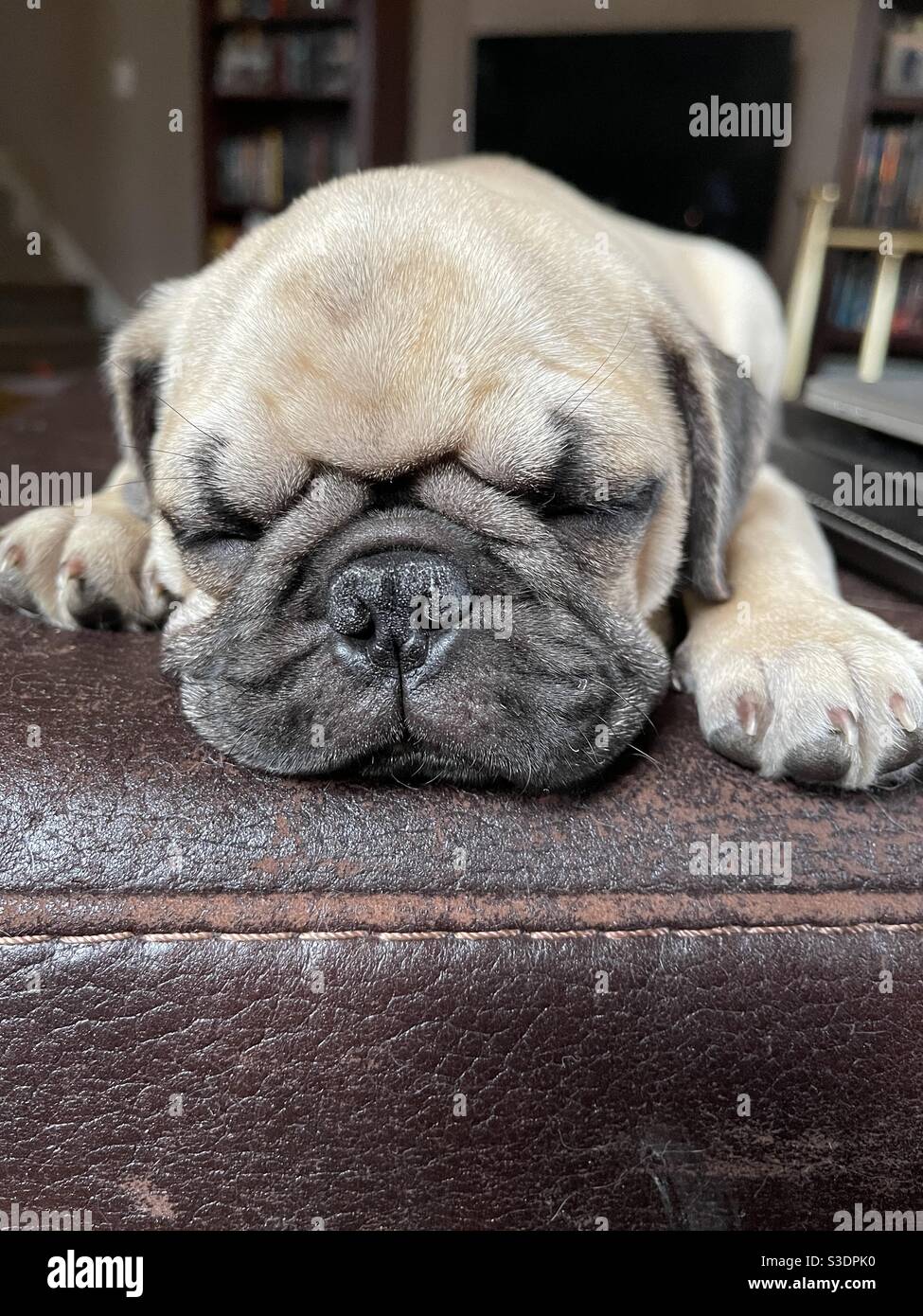 #pugface, #puppypug, #sleepypug, #thatface, #fawnpug, #smooshedface - Smartphone Captured Stock Image