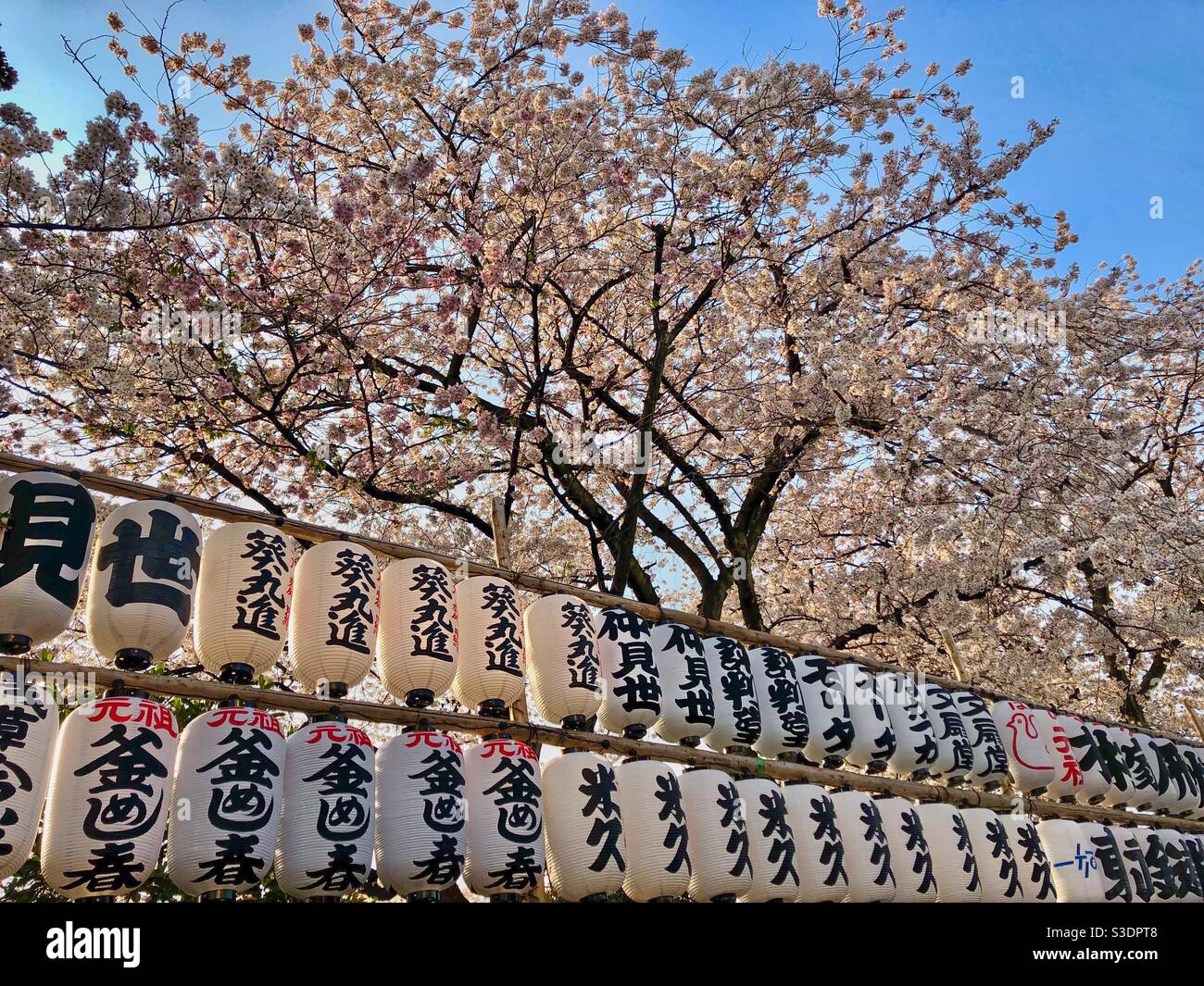 Japanese paper lanterns under a blossoming cherry tree in Tokyo. - Smartphone Captured Stock Image