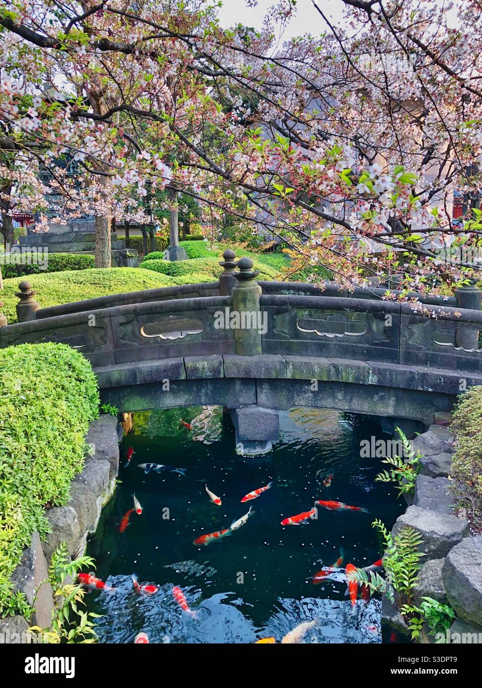 Fishes swimming in a Japanese garden under blossoming cherry trees in Tokyo. - Smartphone Captured Stock Image