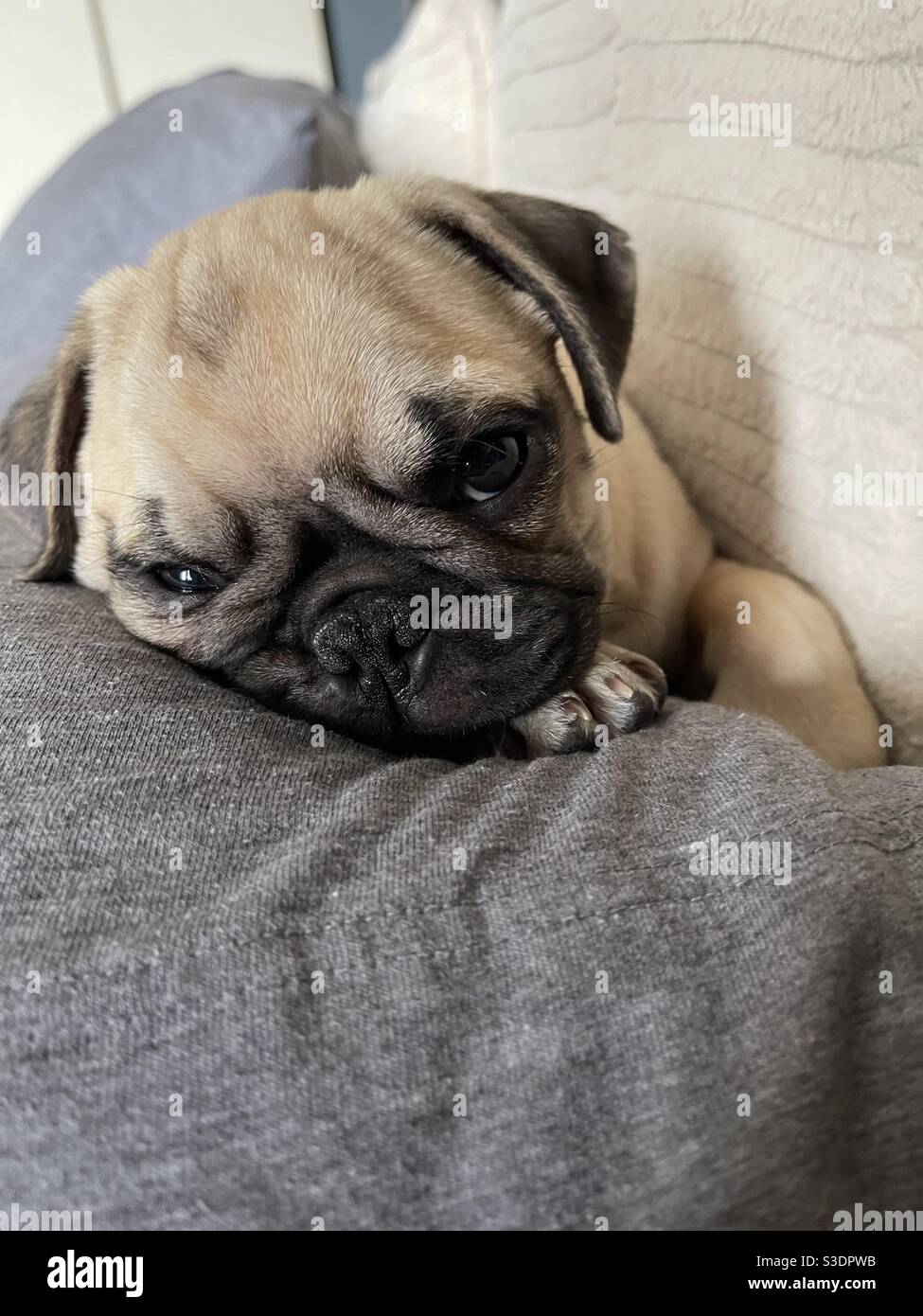 Sleepy pug face, pug on pillow - Smartphone Captured Stock Image
