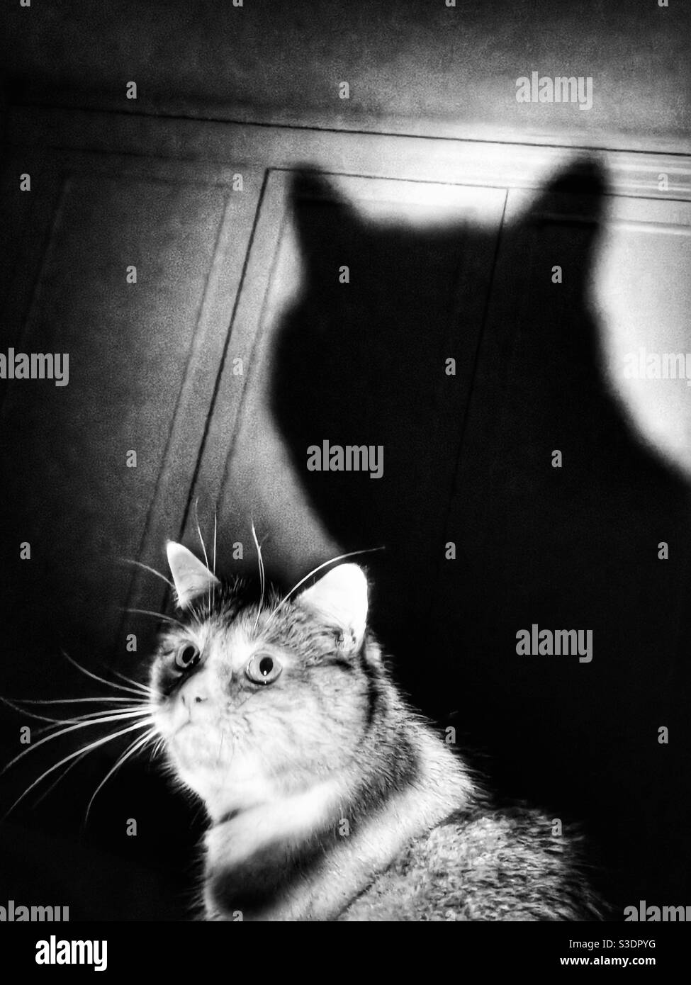 Shadow of a cat - Smartphone Captured Stock Image