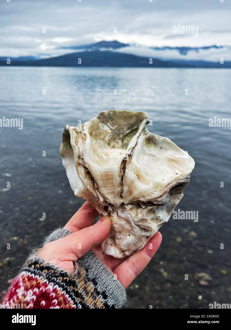 Hand holding oyster shell with mountains and waters of Hood Canal in the background. Washington state - Smartphone Captured Stock Image