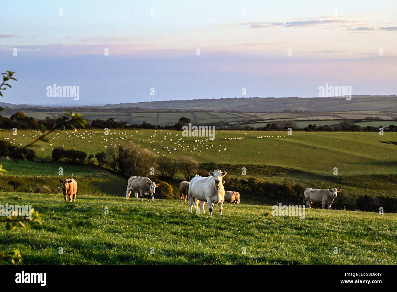 Cows grazing in lush green grass field hi-res stock photography and ...