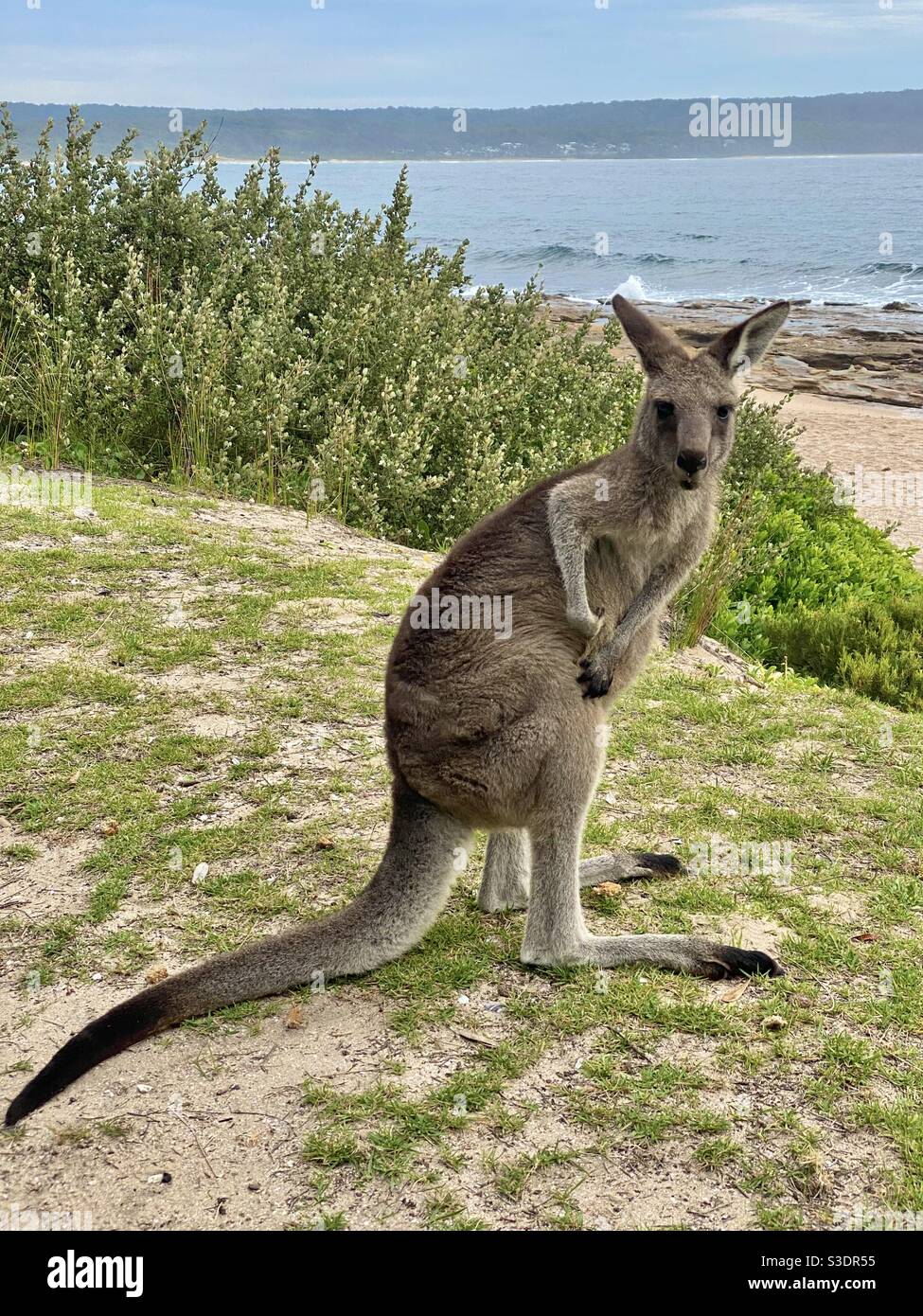 Eastern grey kangaroo standing on grass with beach and ocean in background. Adult kangaroo side on with head turn to camera in coastal setting. Concept Australian tourism, wildlife and travel Stock Photo