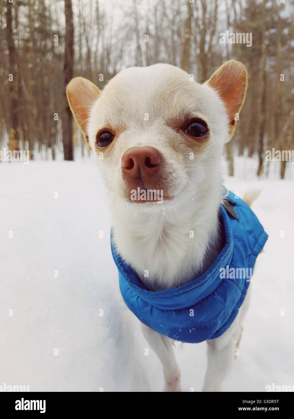 Teacup Chihuahua in a blue vest standing in the snow looking into the camera Stock Photo