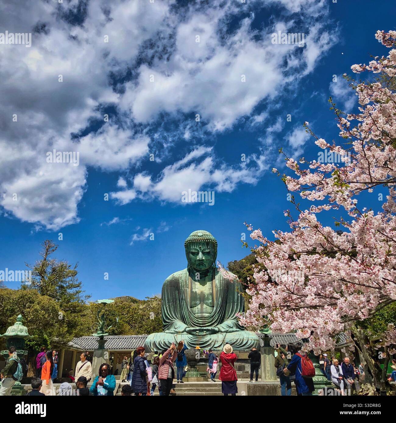 Visitors admiring and taking photos of the famous Big Buddha statue in Kamakura under blossoming sakura trees, Japan. - Smartphone Captured Stock Image