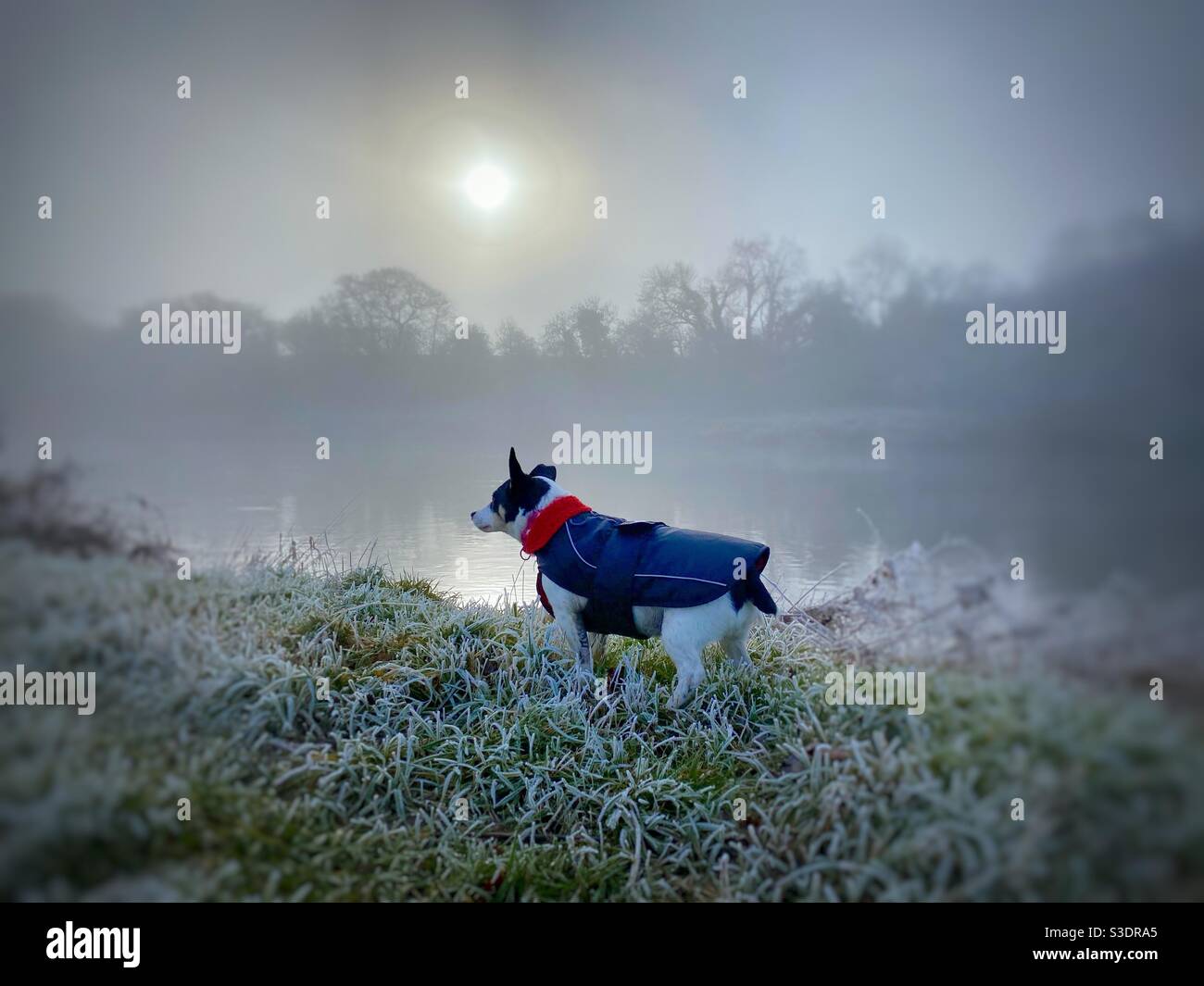 Dog in coat by misty frosty river - Smartphone Captured Stock Image