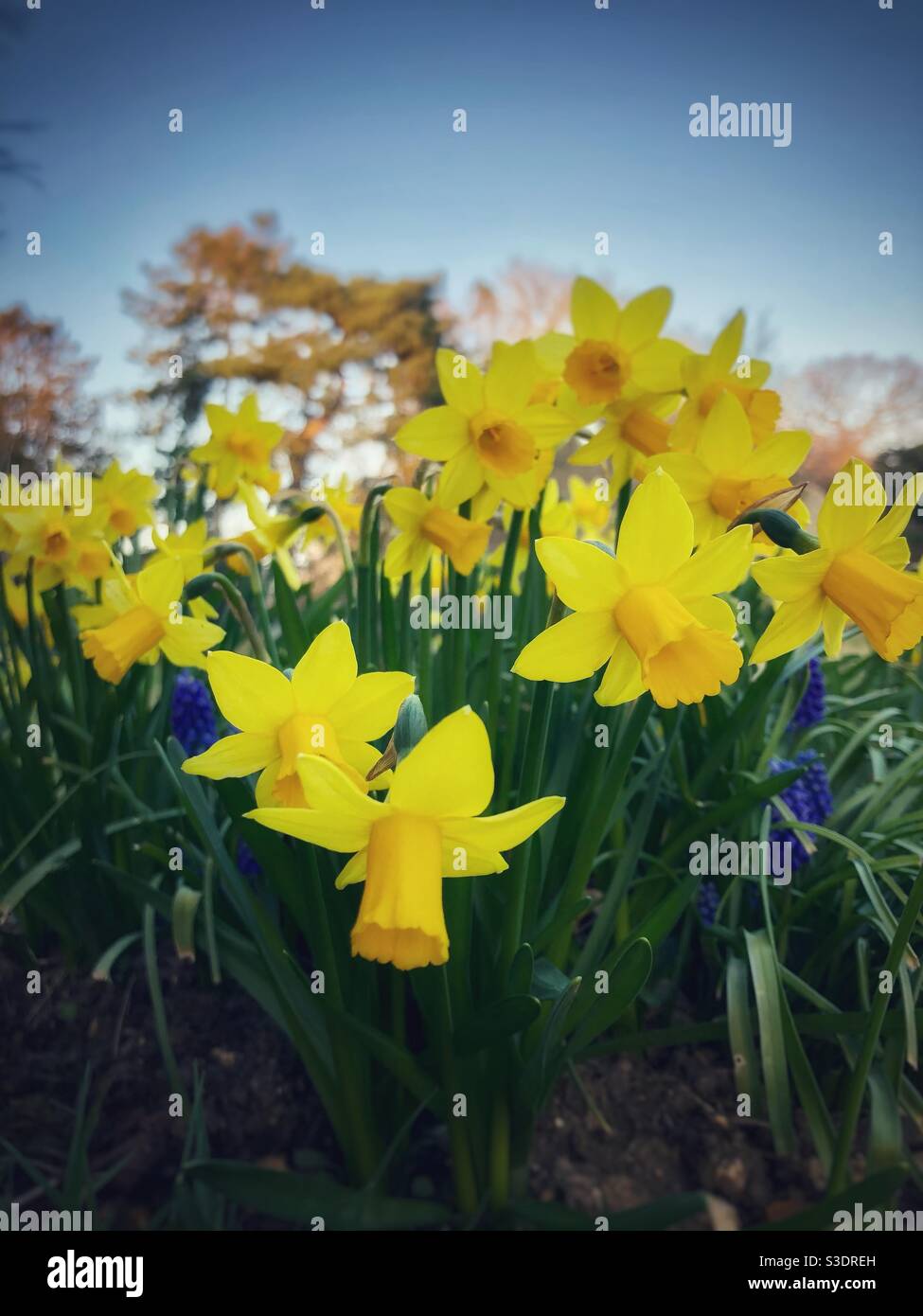 Daffodils - Smartphone Captured Stock Image