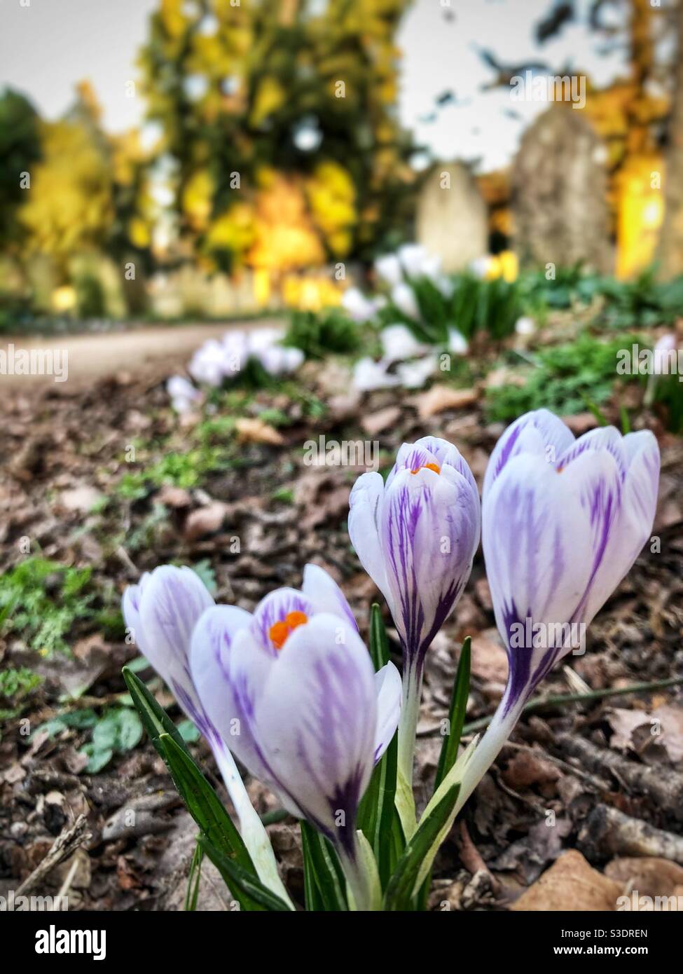 Crocus - Smartphone Captured Stock Image