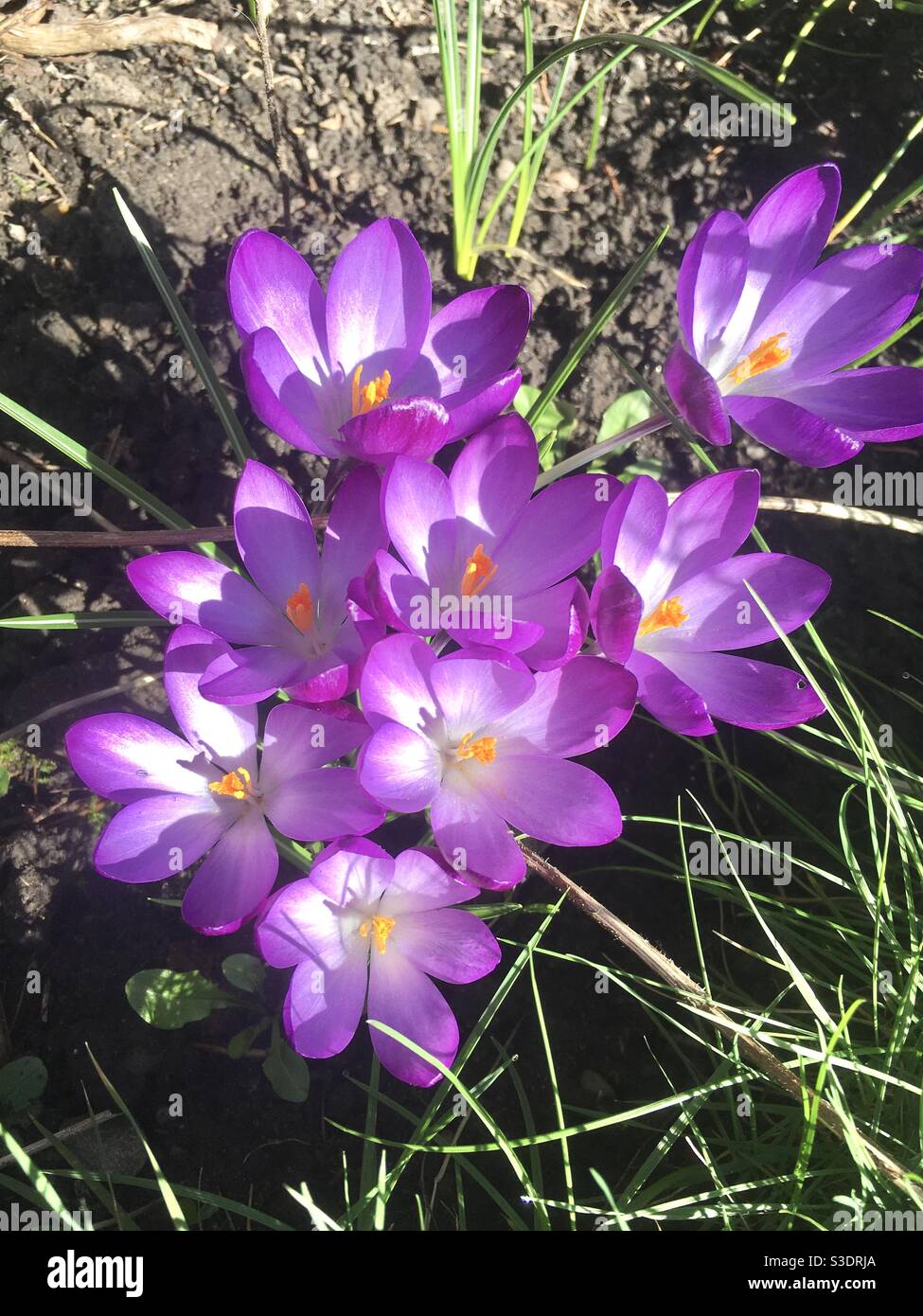 Crocus in bloom - Smartphone Captured Stock Image