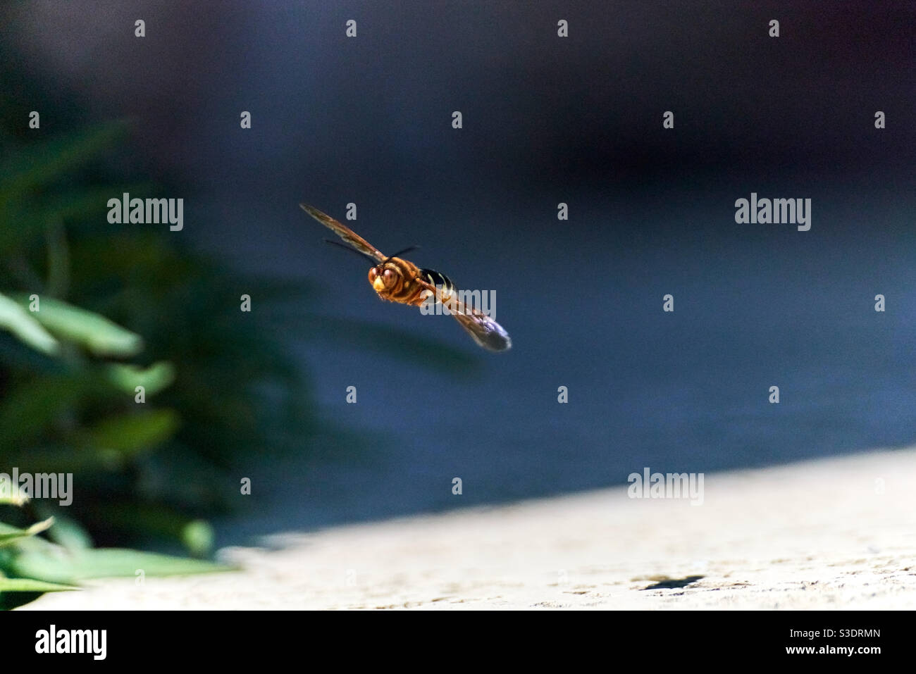 A big-eyed wasp flying around looking for a sip of water and about to land on some Spanish Grass. Notice his shadow on this warm, sunny day. Stock Photo