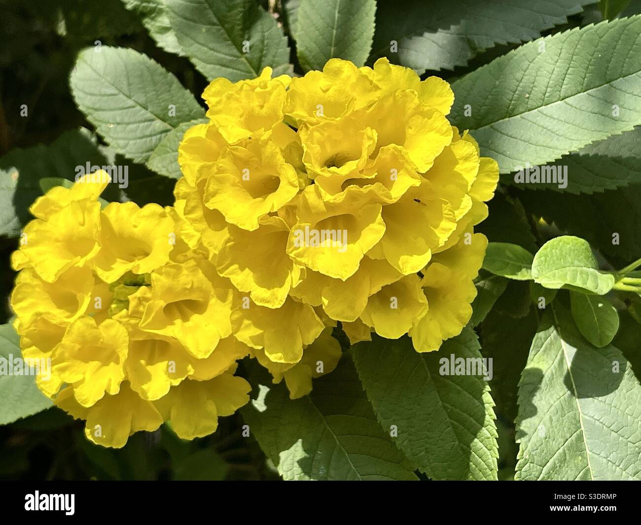 Tecoma flowers Stock Photo