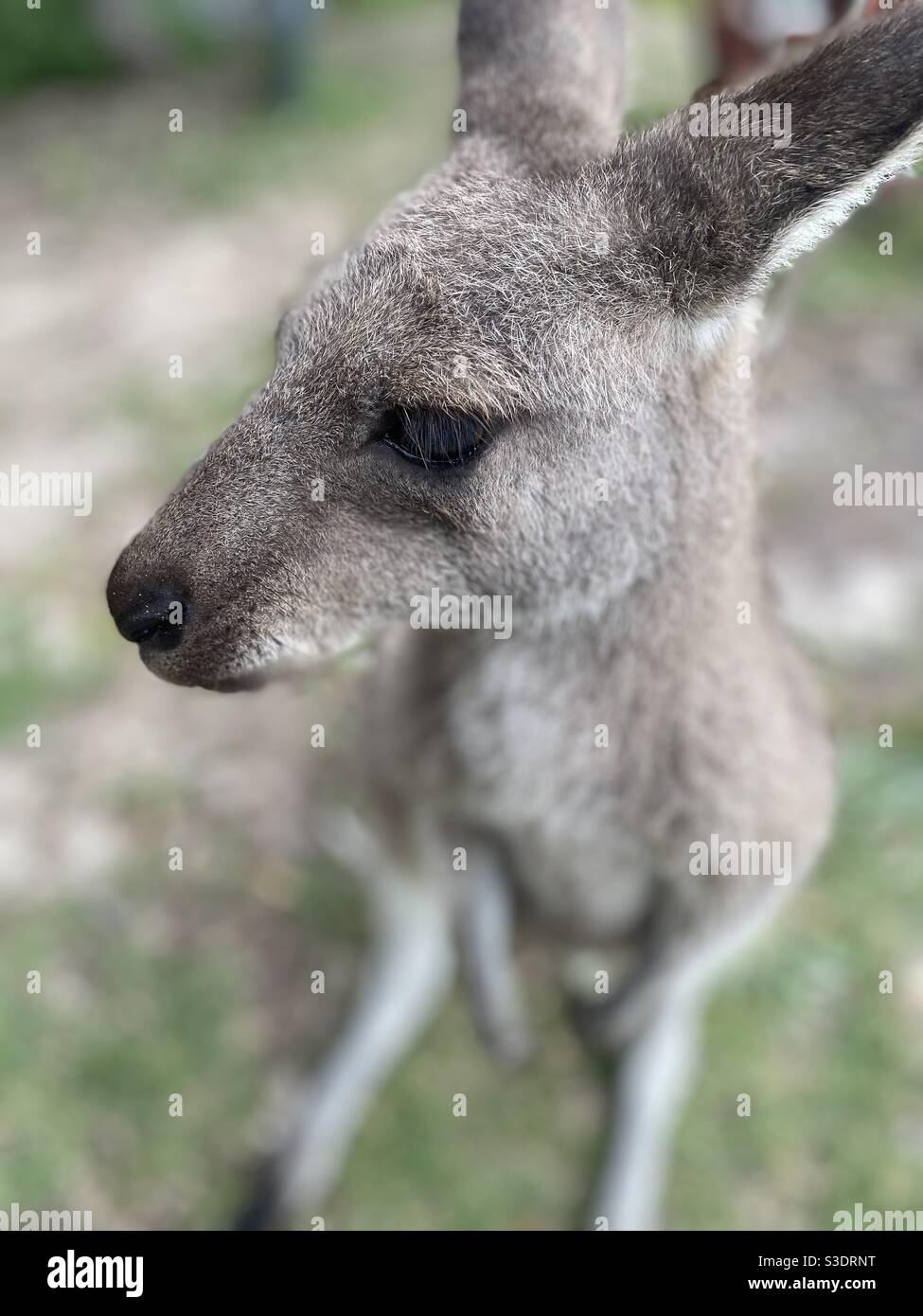 Close-up portrait of young Eastern grey kangaroo. Looking down at a kangaroo, fully body with focus on the head. Vertical portrait of Australian kangaroo. Stock Photo