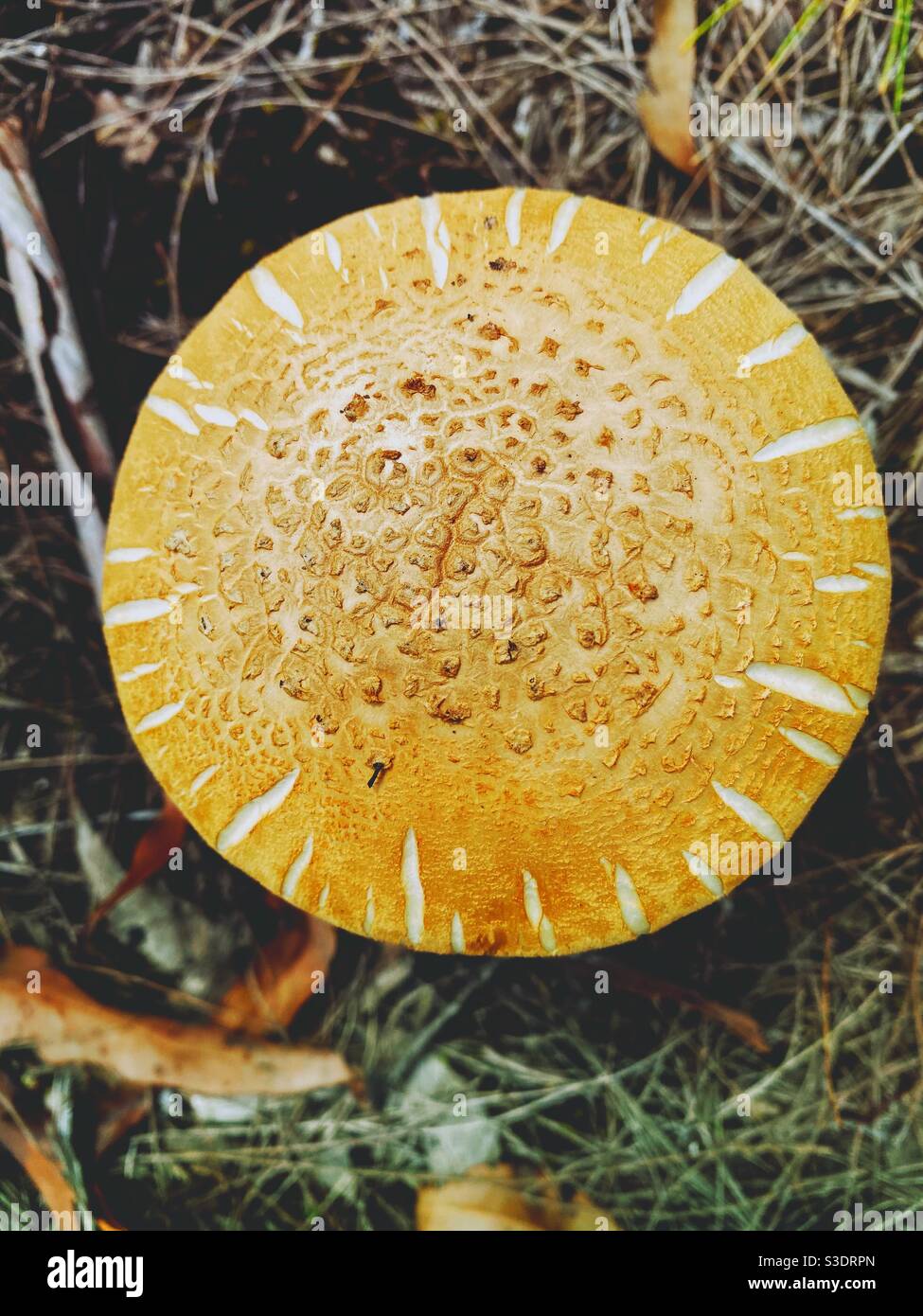 Close up detail from above of field mushroom growing in Australian grasslands. Vertical detail of large flap cap mushroom from above. Stock Photo