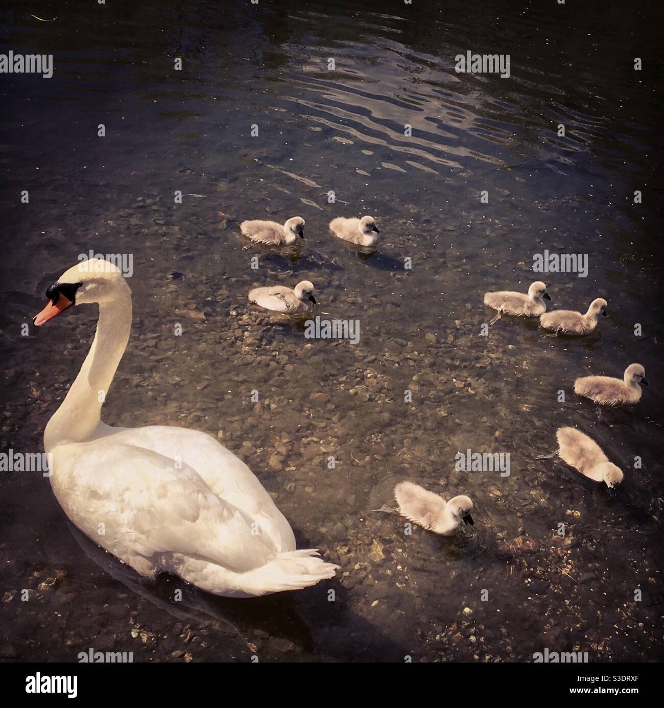A Mother swan with her family of small cygnets on a pond - Smartphone Captured Stock Image