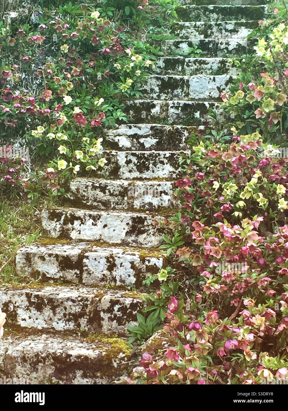 Old overgrown stone steps leading up between spring flowers - Smartphone Captured Stock Image
