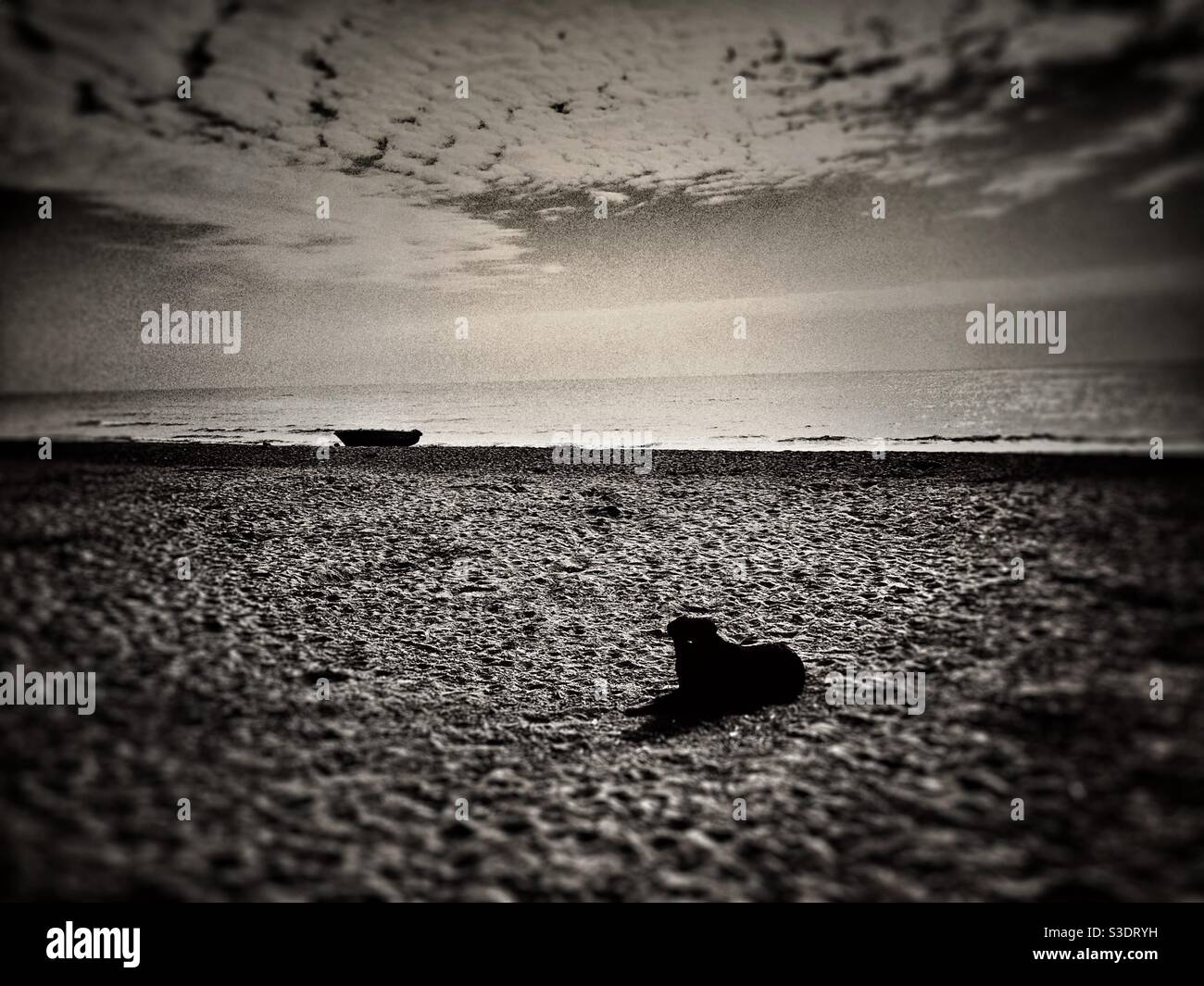 Black Stray dog sitting on beach - Smartphone Captured Stock Image