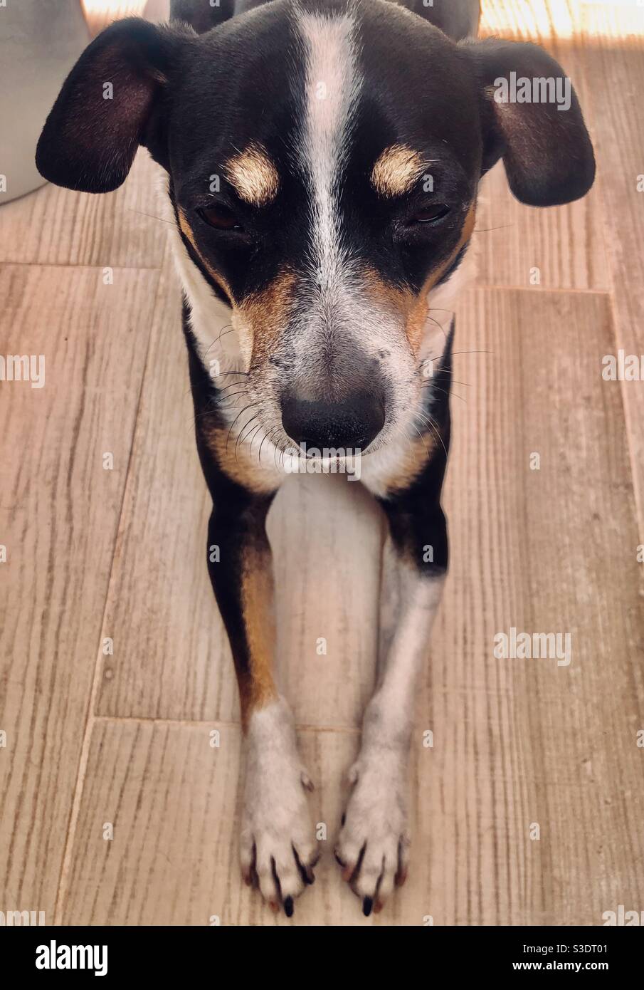 Dog meditating an afternoon session - Smartphone Captured Stock Image