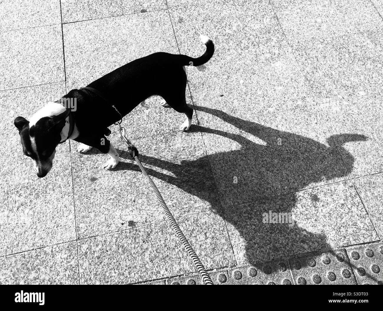 Black and white dog with its shadow - Smartphone Captured Stock Image