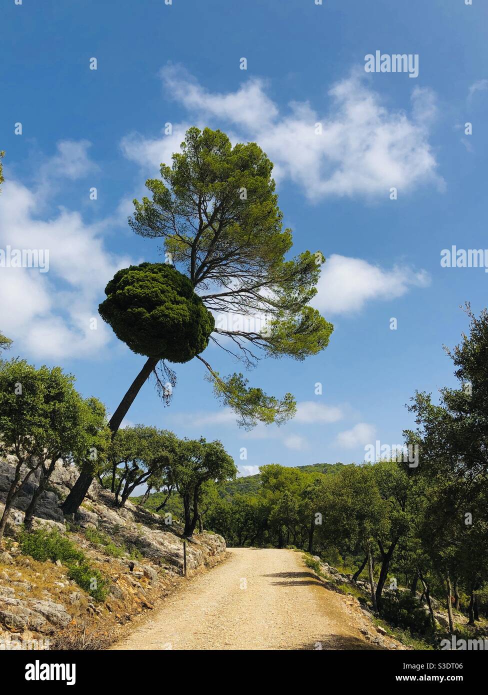 Strange green tree hanging over the path under a blue sky - Smartphone Captured Stock Image