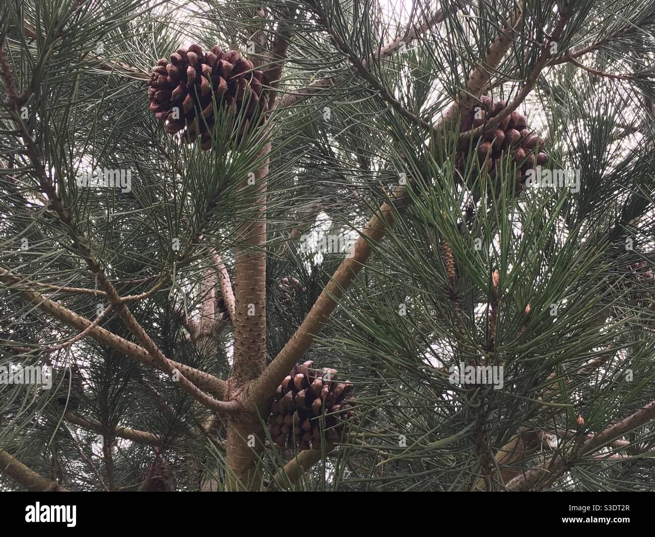 Giant pine cones on pinetree - Smartphone Captured Stock Image