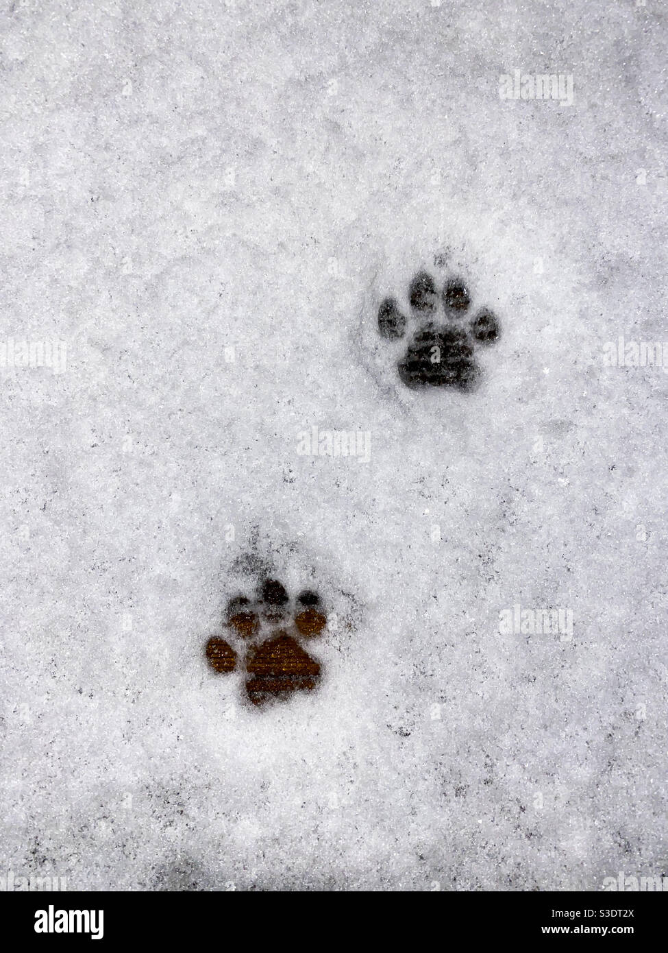 Cat paw marks in snow Stock Photo - Alamy
