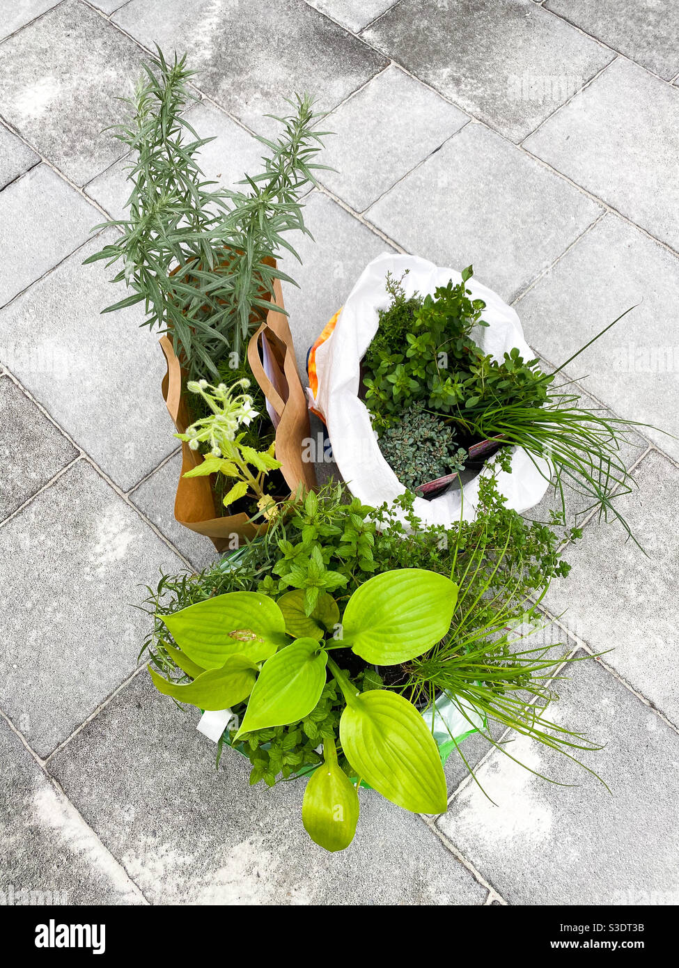 Bunch of green perenial and spice plants in shopping bags on stone surface Stock Photo