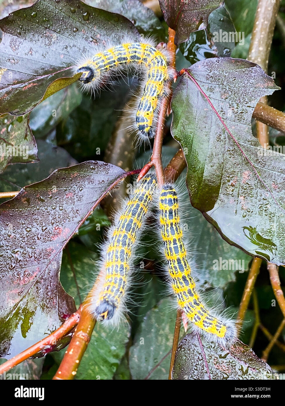 Caterpillars eating plant forming a lambda letter shape - Smartphone Captured Stock Image