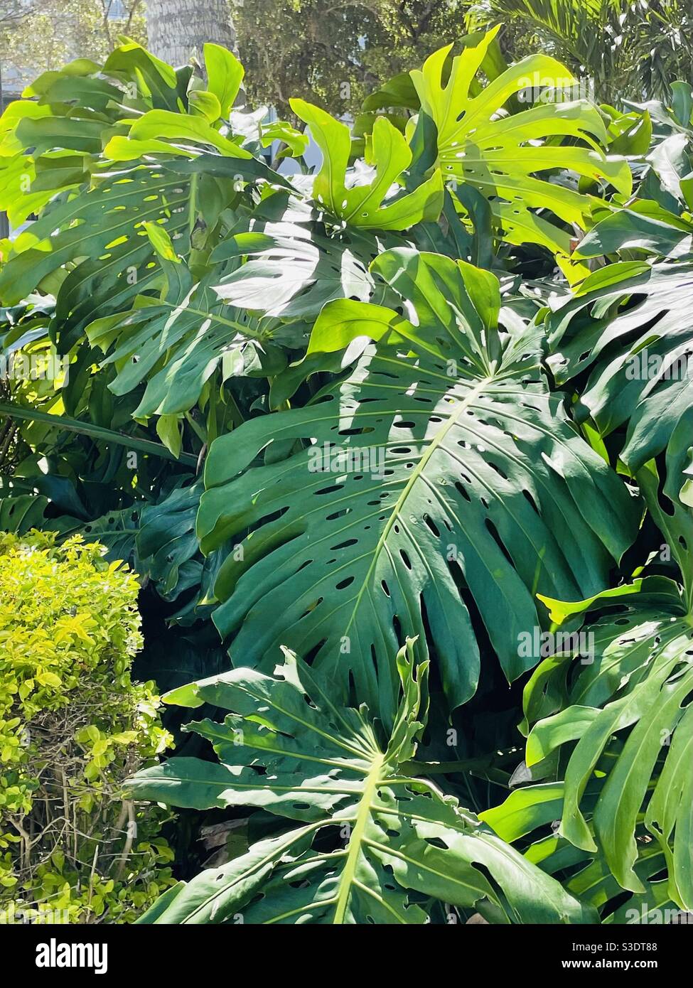 planted kaufen planted.steak – Planted Foods CH main image 1