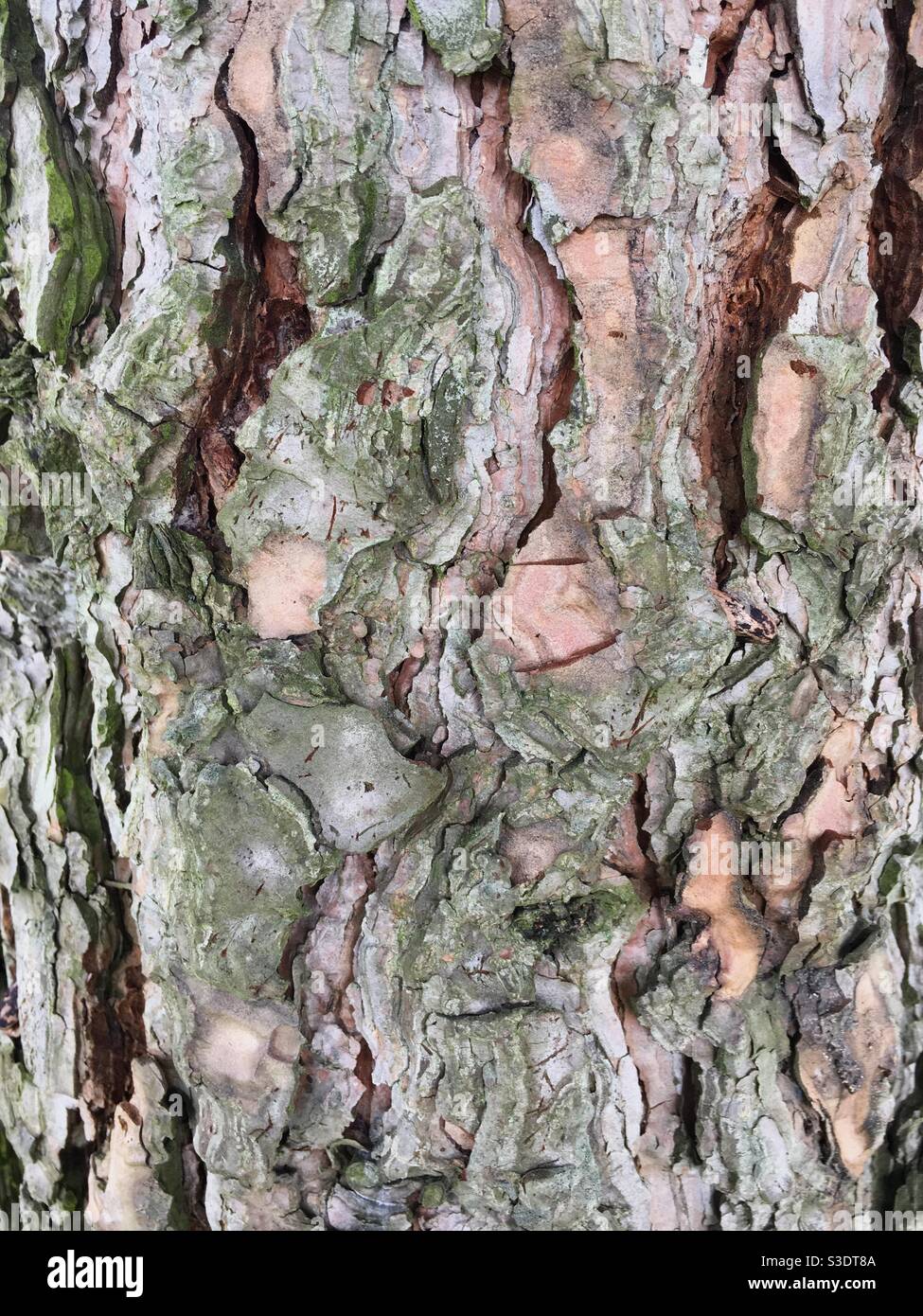 Close up of bark on a tree trunk - Smartphone Captured Stock Image