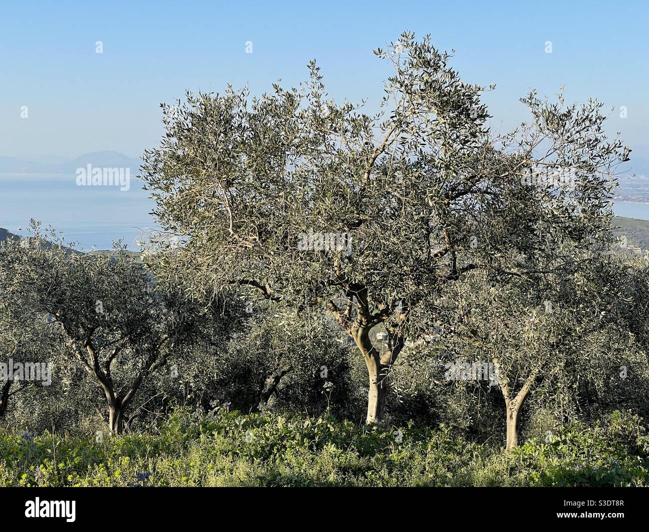 Olive trees, Italy - Smartphone Captured Stock Image