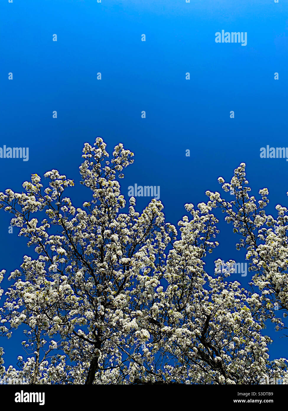 Tree with white blossoms against a clear, blue sky - Smartphone Captured Stock Image