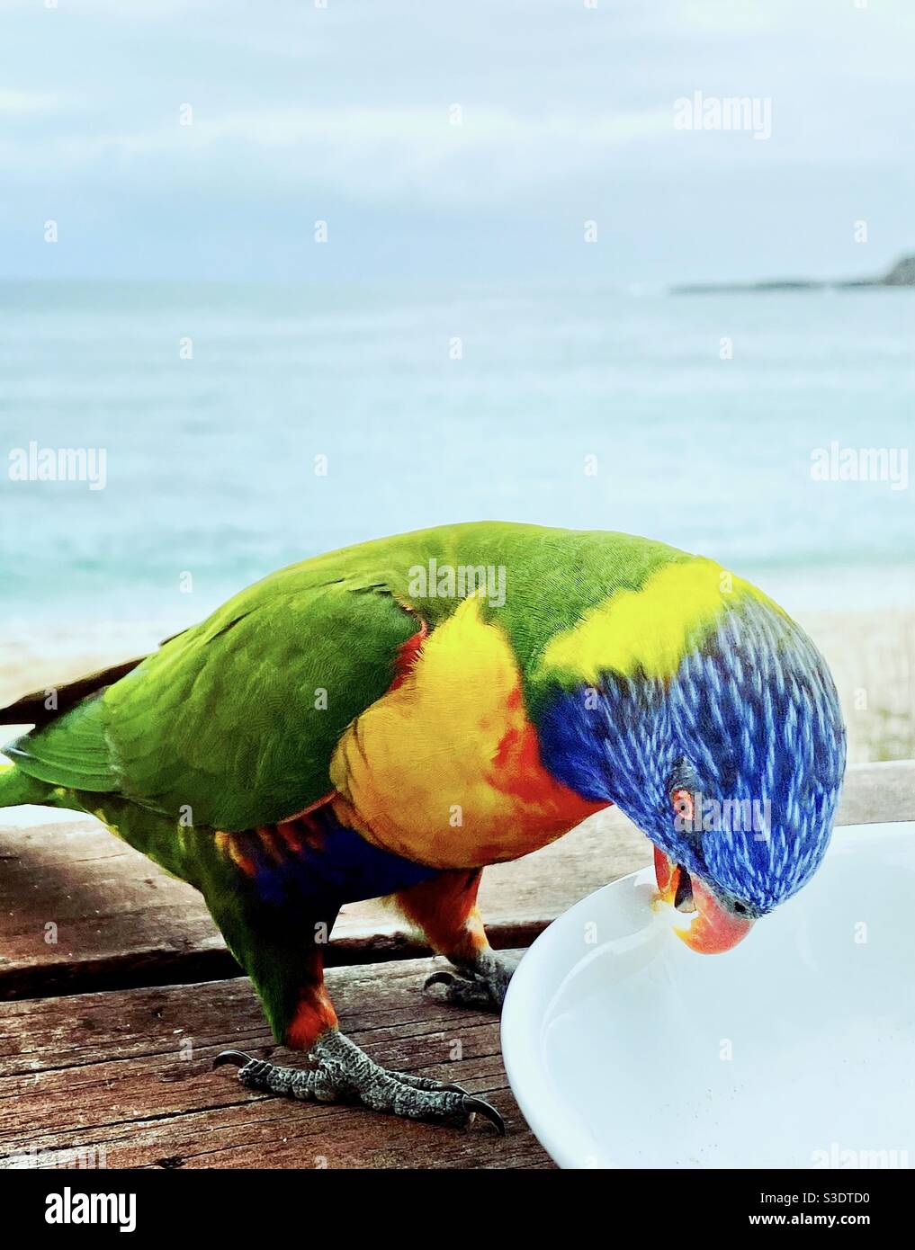A rainbow lorikeet drinks from white bowl, coastal seascape in background. Closeup of Australia parrot. A bright colourful Australian lorikeet enjoys breakfast by the ocean. Stock Photo