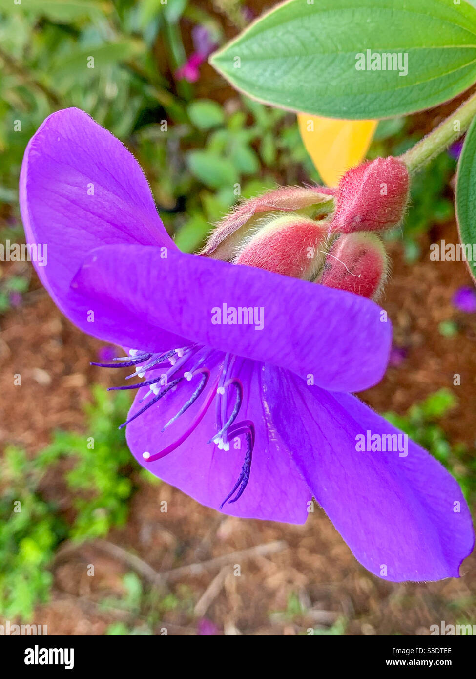 Gentle light falling on this beautiful Purple Tibouchina flower closeup, in the garden Stock Photo