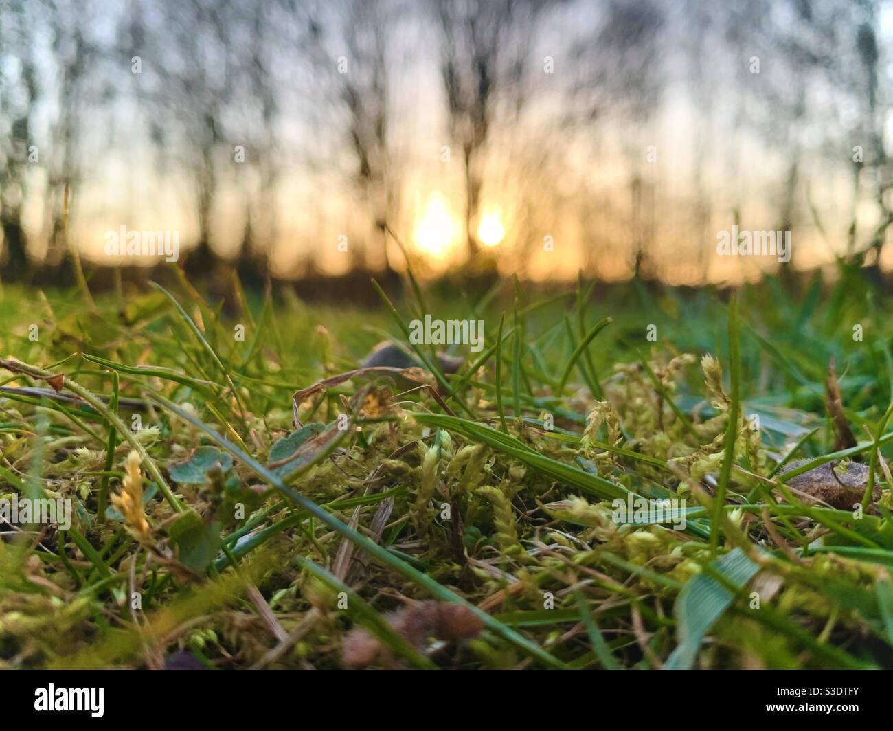 Low angle view of grass and trees - Smartphone Captured Stock Image