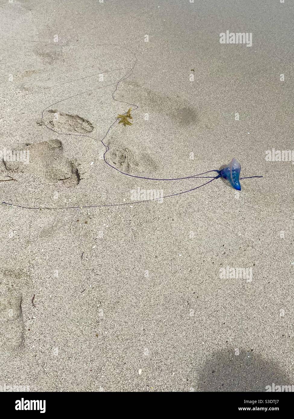 A translucent purple blue turquoise jellyfish with long tentacles on the beach sand in Miami South Beach, Florida, USA - Smartphone Captured Stock Image