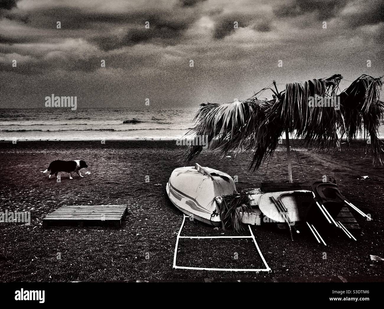 Stray dog on deserted beach Stock Photo - Alamy