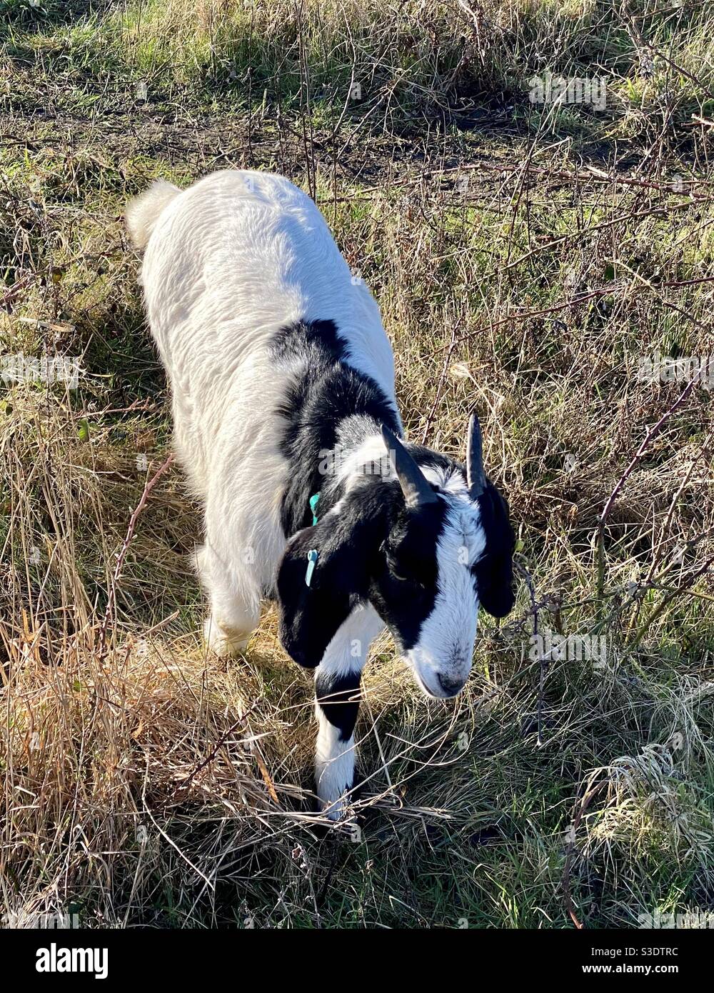Streetgoat bristol - Smartphone Captured Stock Image